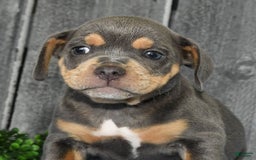 Beabull dogs for sale: Kinsley - Image 2