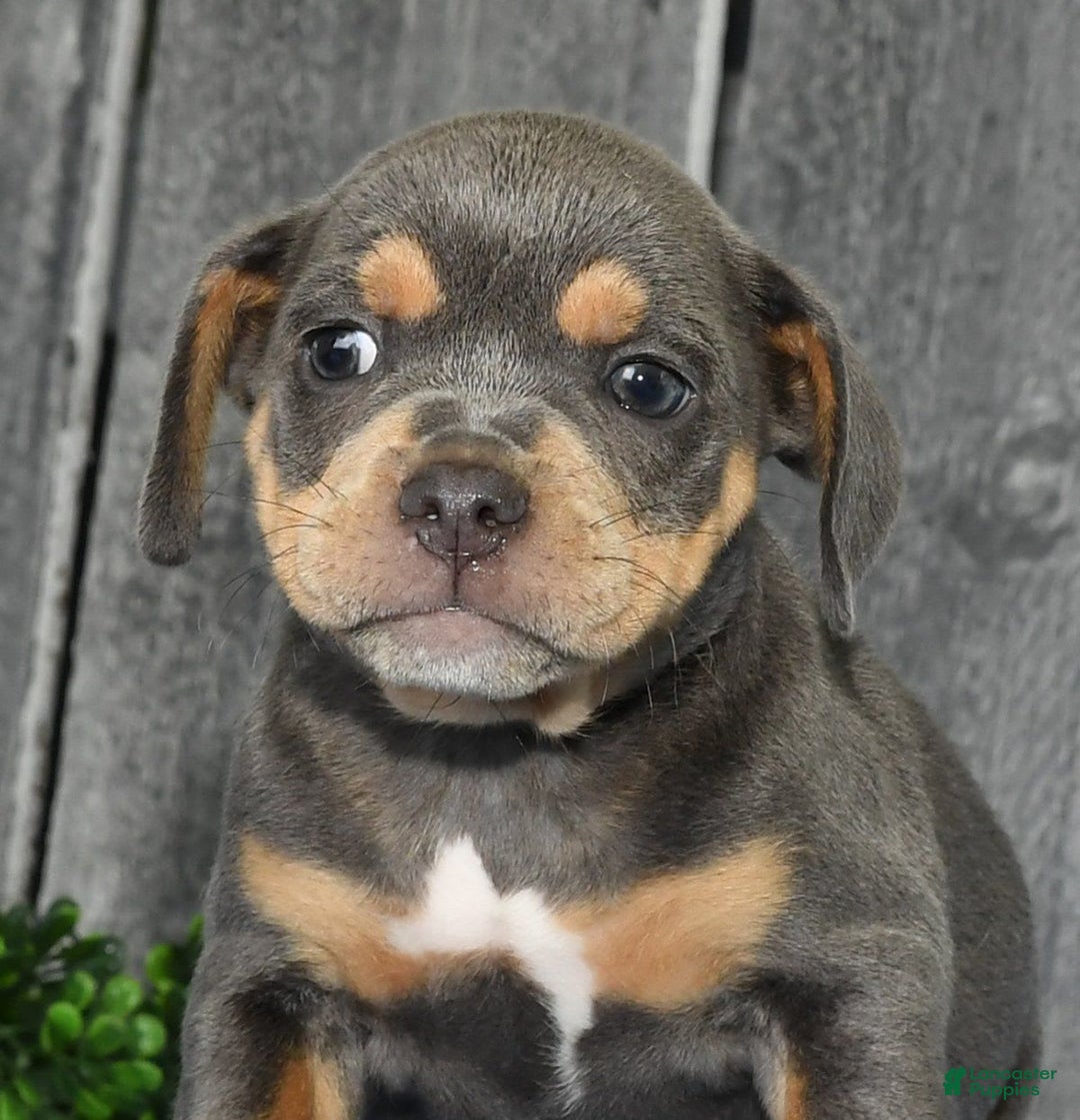 Beabull dogs for sale: Kinsley - Image 2