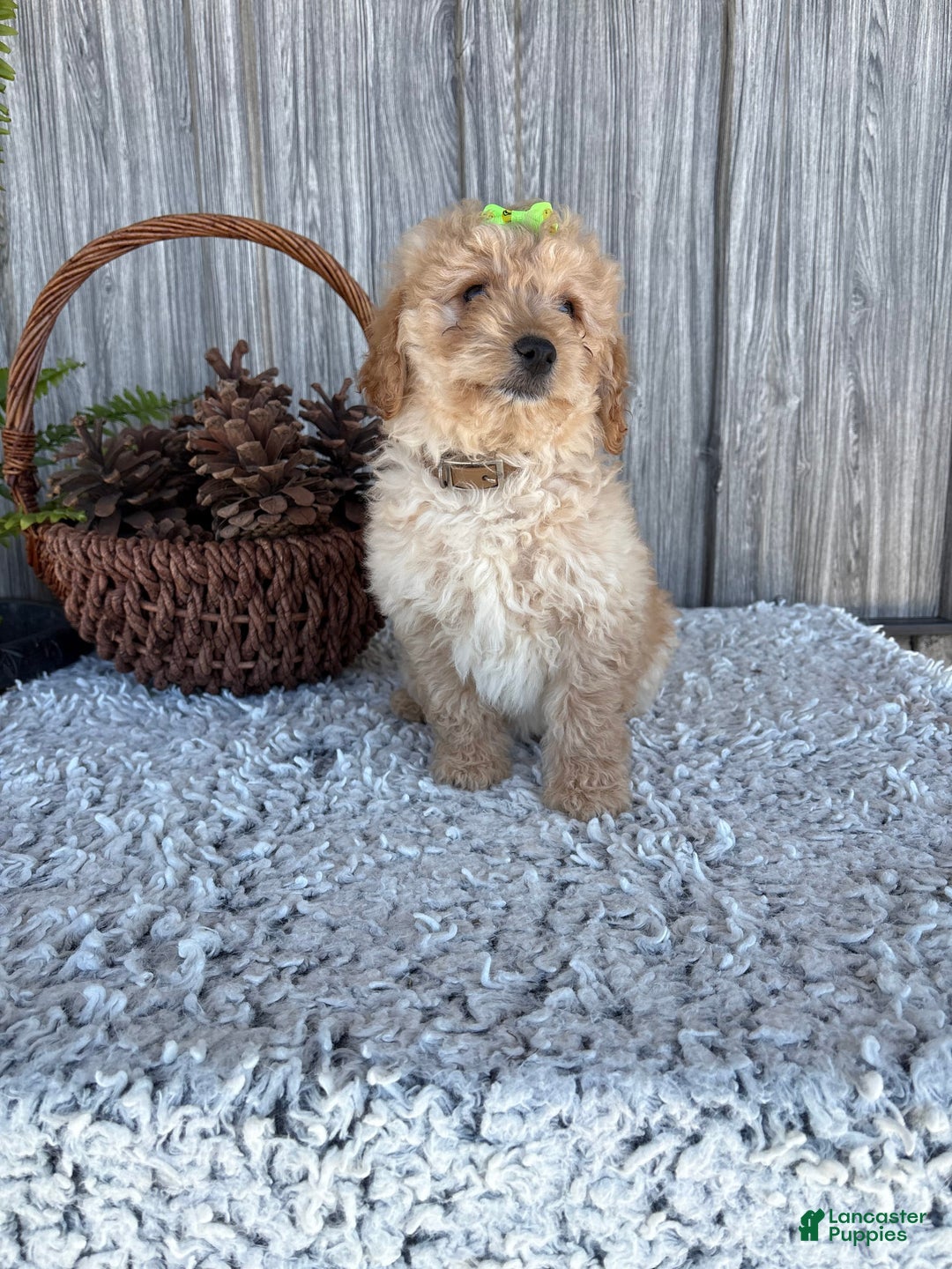 Mini Goldendoodle dogs for sale: Angie - Image 17