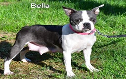 Boston Terrier dogs for sale: Jasper - Image 3