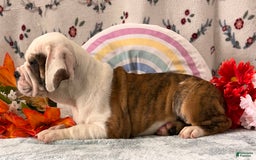 English Bulldog dogs for sale: Damarias 30428 - Image 1