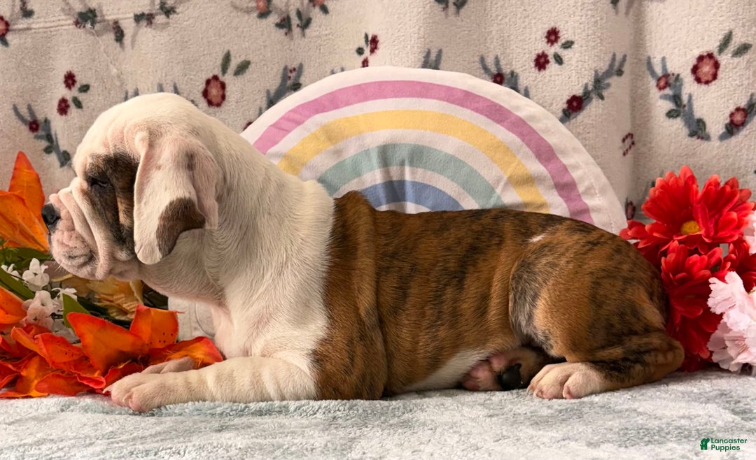 English Bulldog dogs for sale: Damarias 30428 - Image 1