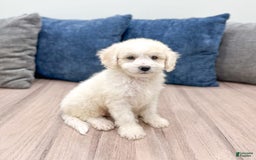  dogs for sale: Mini Goldendoodle 5 puppies - Image 24