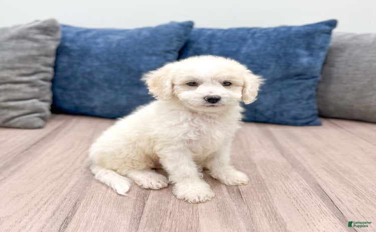 Mini Goldendoodle dogs for sale - Ad 4