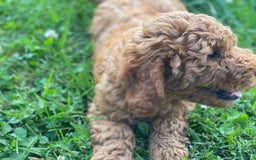 Mini Goldendoodle dogs for sale: Cubby - Image 3