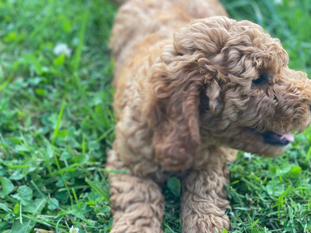 Mini Goldendoodle dogs for sale: Cubby - Image 3