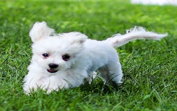 Maltese dogs for sale: River - Image 8