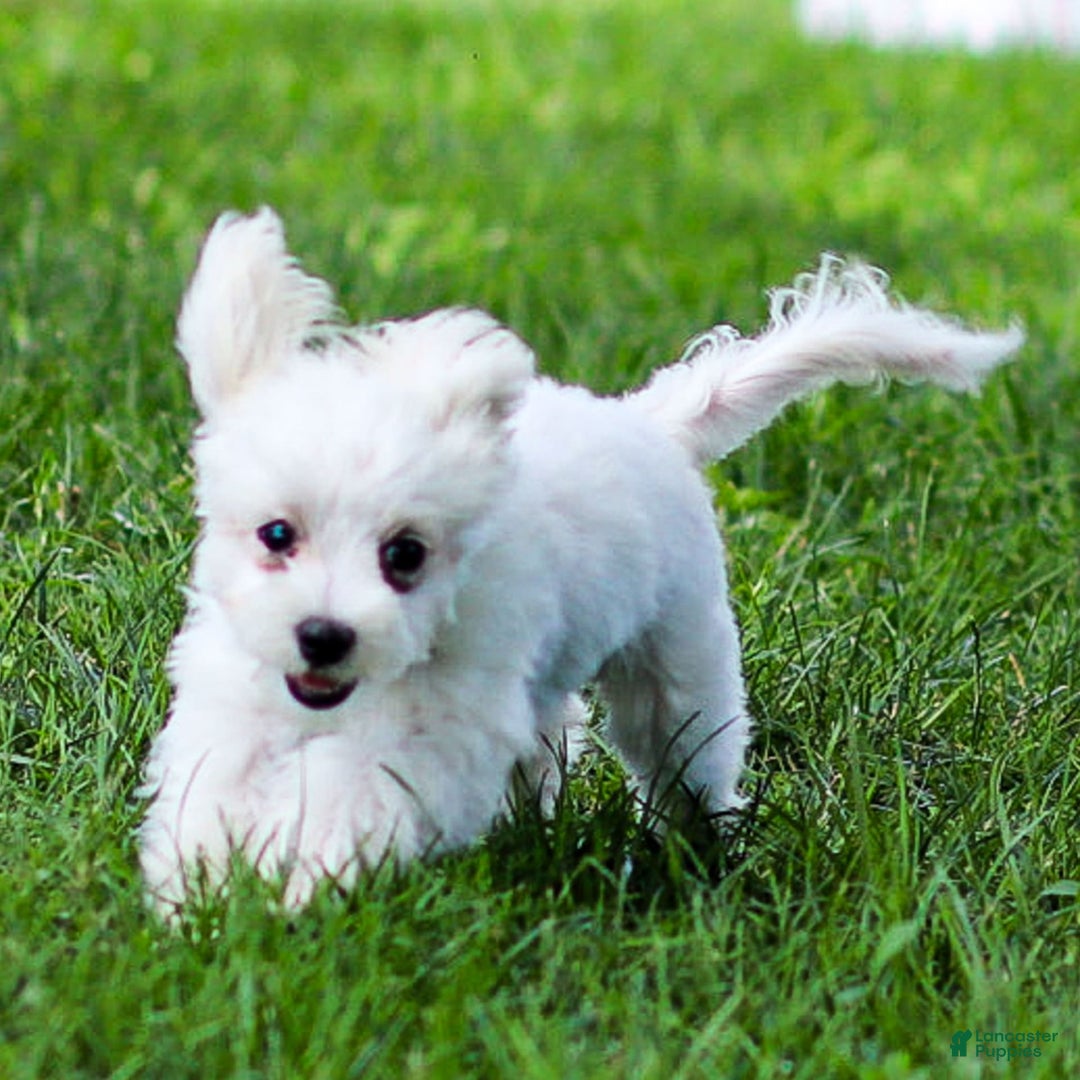 Maltese dogs for sale: River - Image 8