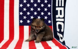 Pomeranian dogs for sale: Sequioa - Image 1
