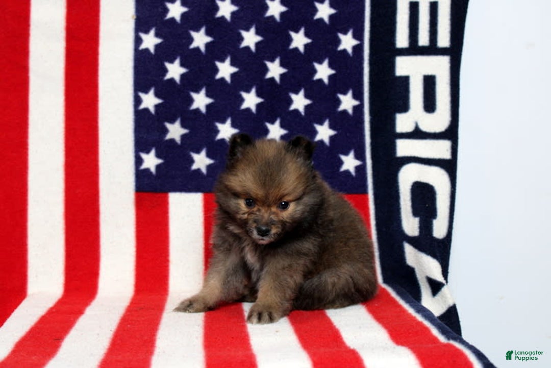 Pomeranian dogs for sale: Sequioa - Image 1