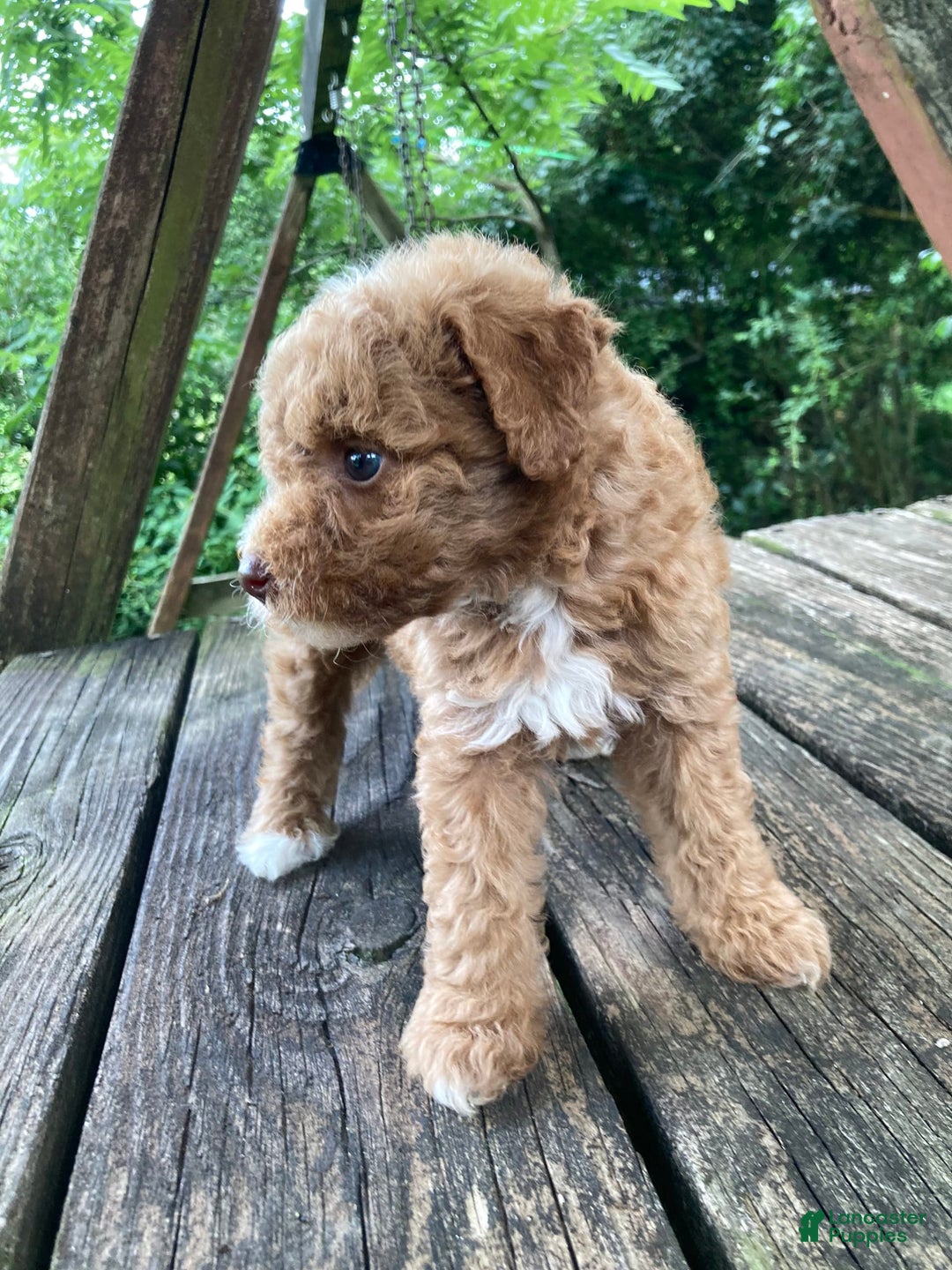 Miniature Poodle dogs for sale: Dexter - Image 3