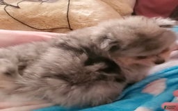 Pomeranian dogs for sale: Buzz - Image 16