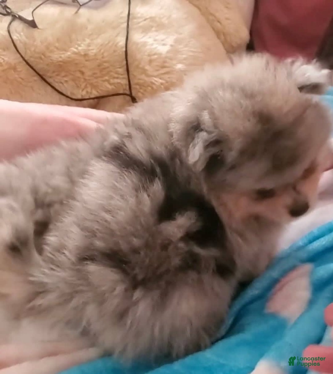 Pomeranian dogs for sale: Buzz - Image 16
