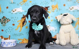 Labrador Retriever dogs for sale: Obsidian - Image 14