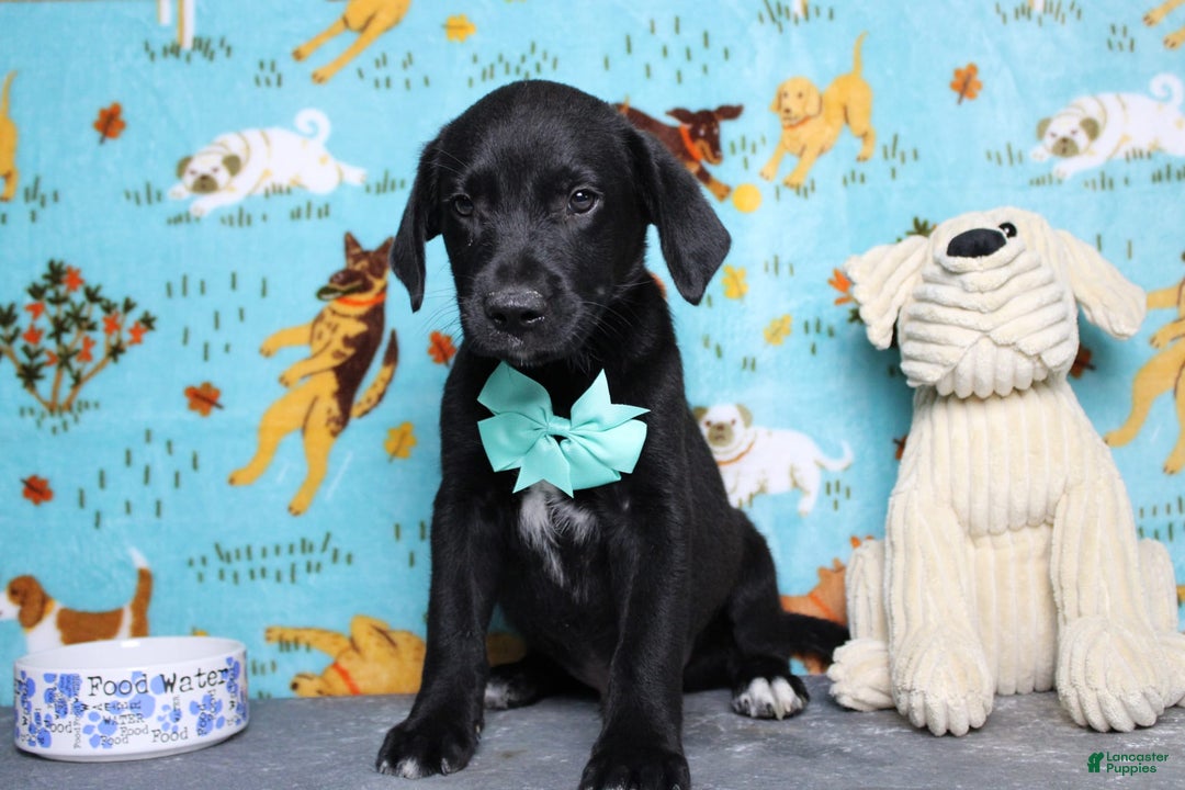 Labrador Retriever dogs for sale: Obsidian - Image 14