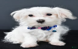Maltese dogs for sale: Bo - Image 2