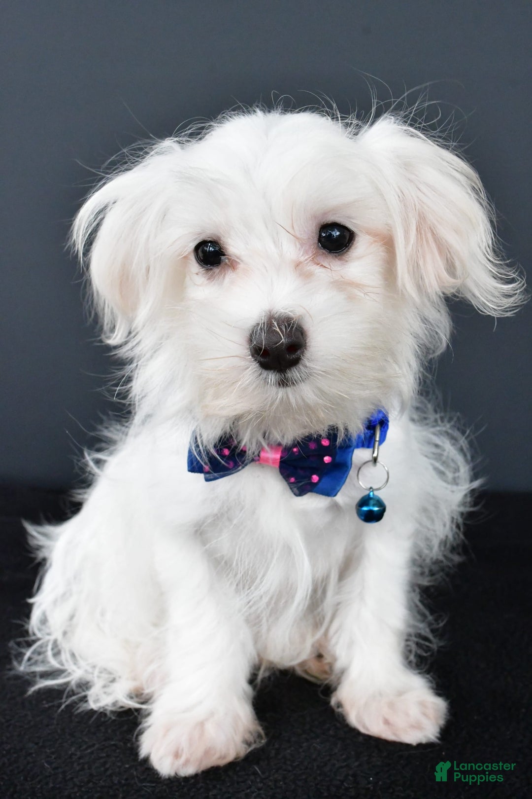 Maltese dogs for sale: Bo - Image 2
