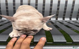 French Bulldog dogs for sale: Dior - Image 5