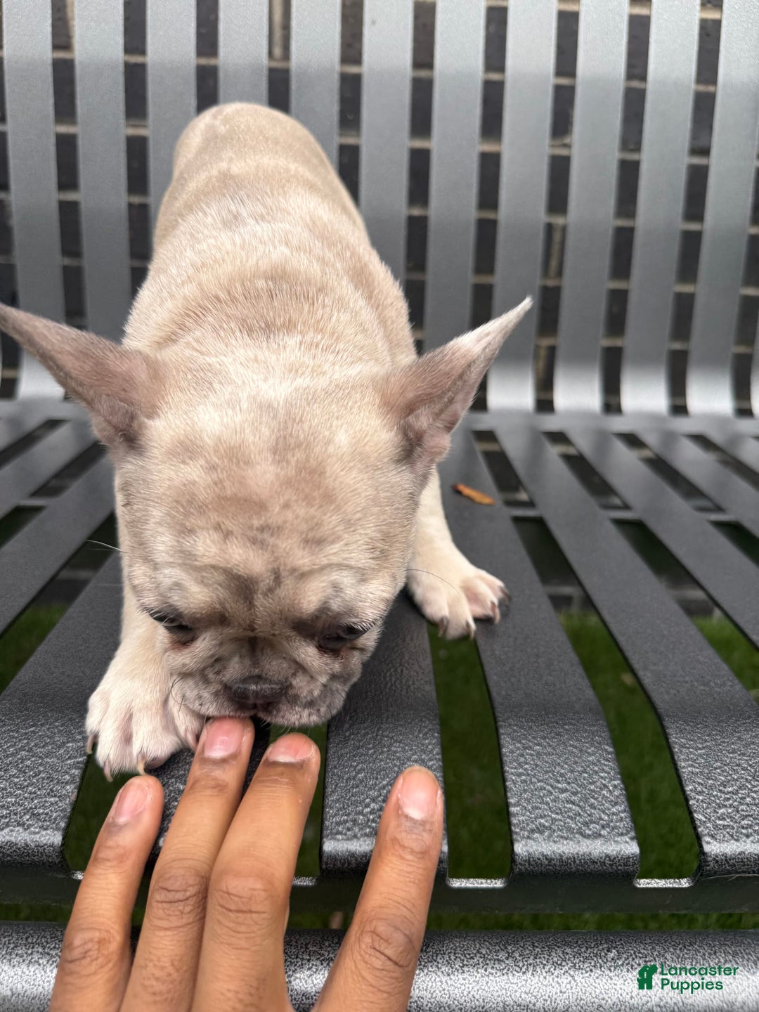 French Bulldog dogs for sale: Dior - Image 5