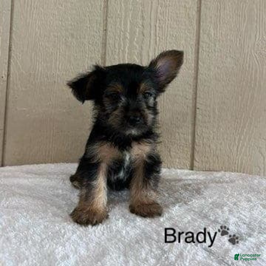 Yorkshire Terrier dogs for sale: Brady - Image 7