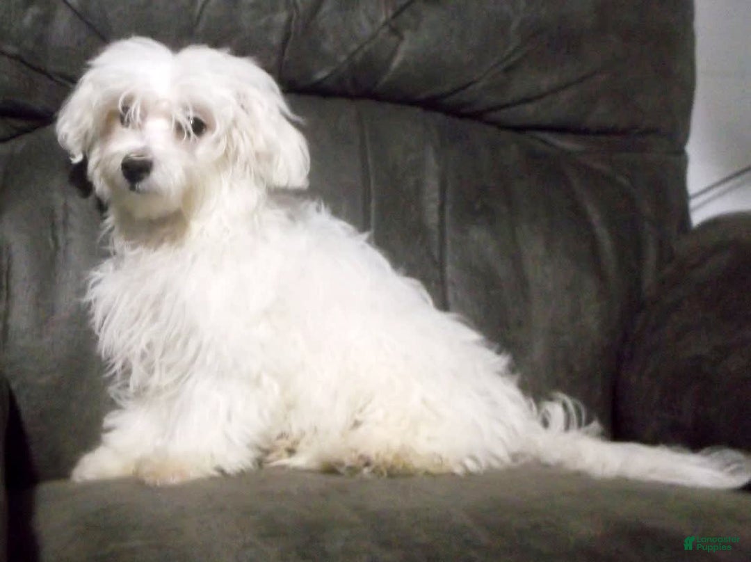 Maltese dogs for sale: Maverick - Image 5