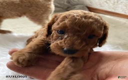 Toy Poodle dogs for sale: Asher - Extra Small - Image 2
