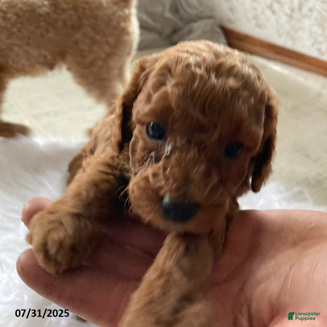 Toy Poodle dogs for sale: Asher - Extra Small - Image 2
