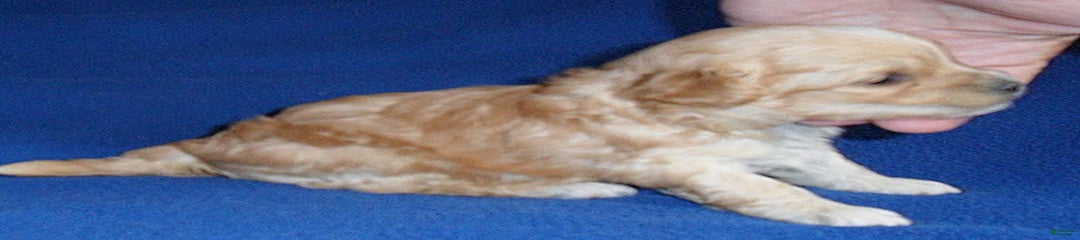 Yogi