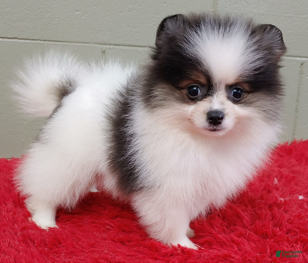 Pomeranian dogs for sale: Topper - Image 1