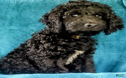 Goldendoodle dogs for sale: Mini Goldendoodle F1b2 - Image 2