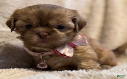 Shih Tzu dogs for sale: Fiona - Image 1