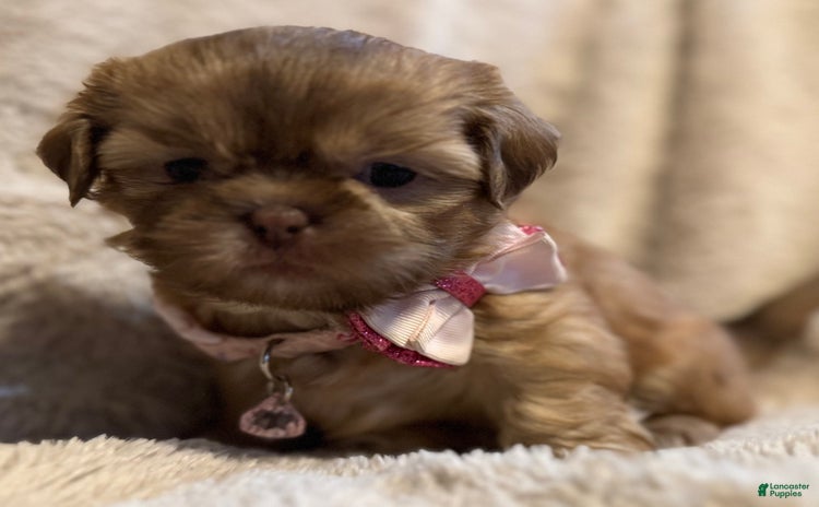 Shih Tzu dogs for sale - Ad 1