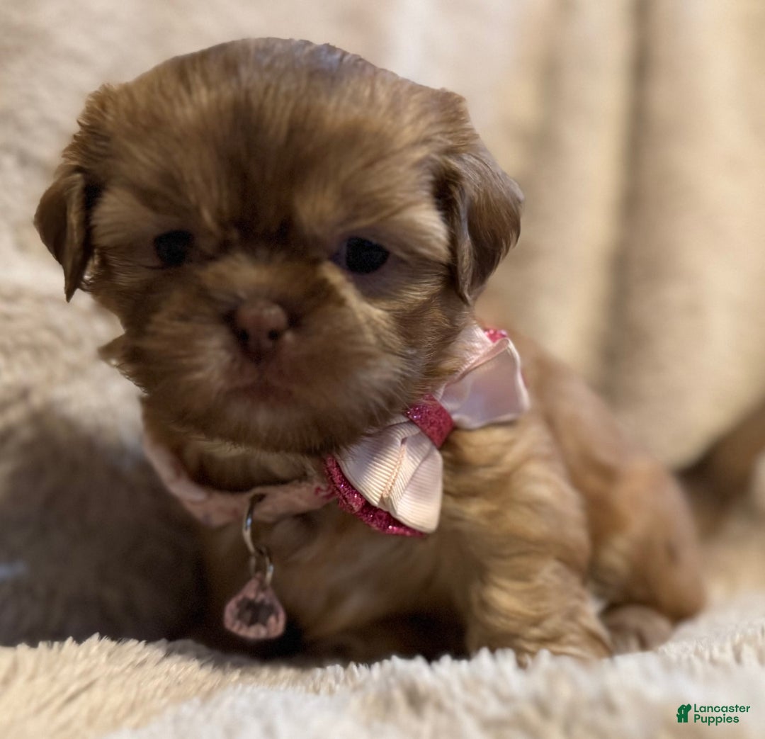 Shih Tzu dogs for sale: Fiona - Image 1