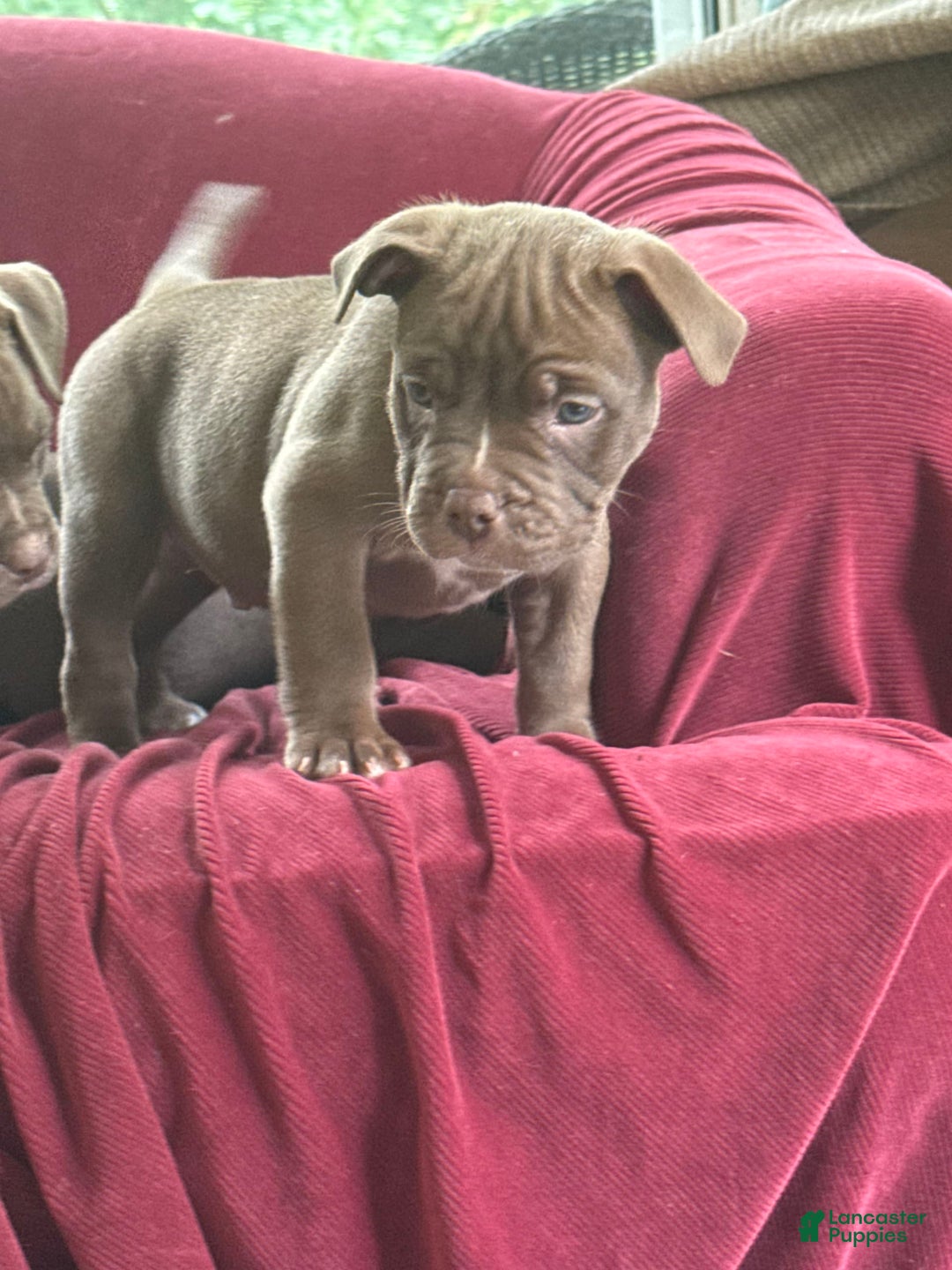 American Bully dogs for sale: Moe - Image 5