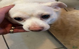 Chihuahua dogs for sale: Chorkie - Image 3