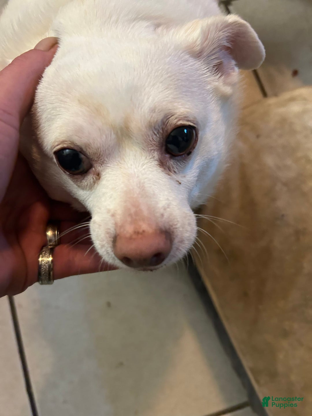 Chihuahua dogs for sale: Chorkie - Image 3