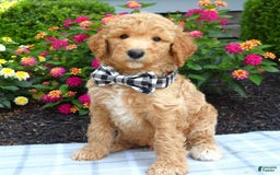 Standard Poodle dogs for sale: Duke - Image 2