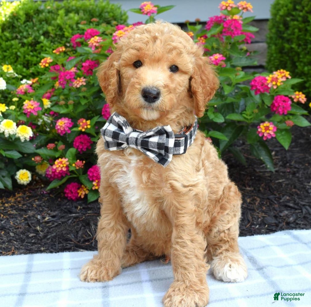 Standard Poodle dogs for sale: Duke - Image 2