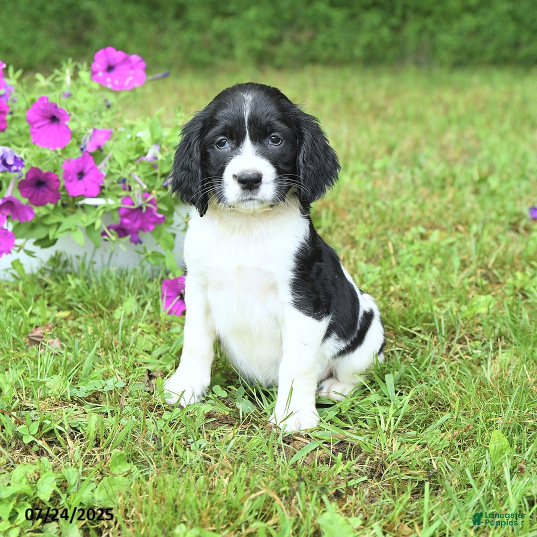 English Springer Spaniel dogs for sale: Pearl - Image 2