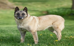 Belgian Malinois dogs for sale: Tara - Image 2