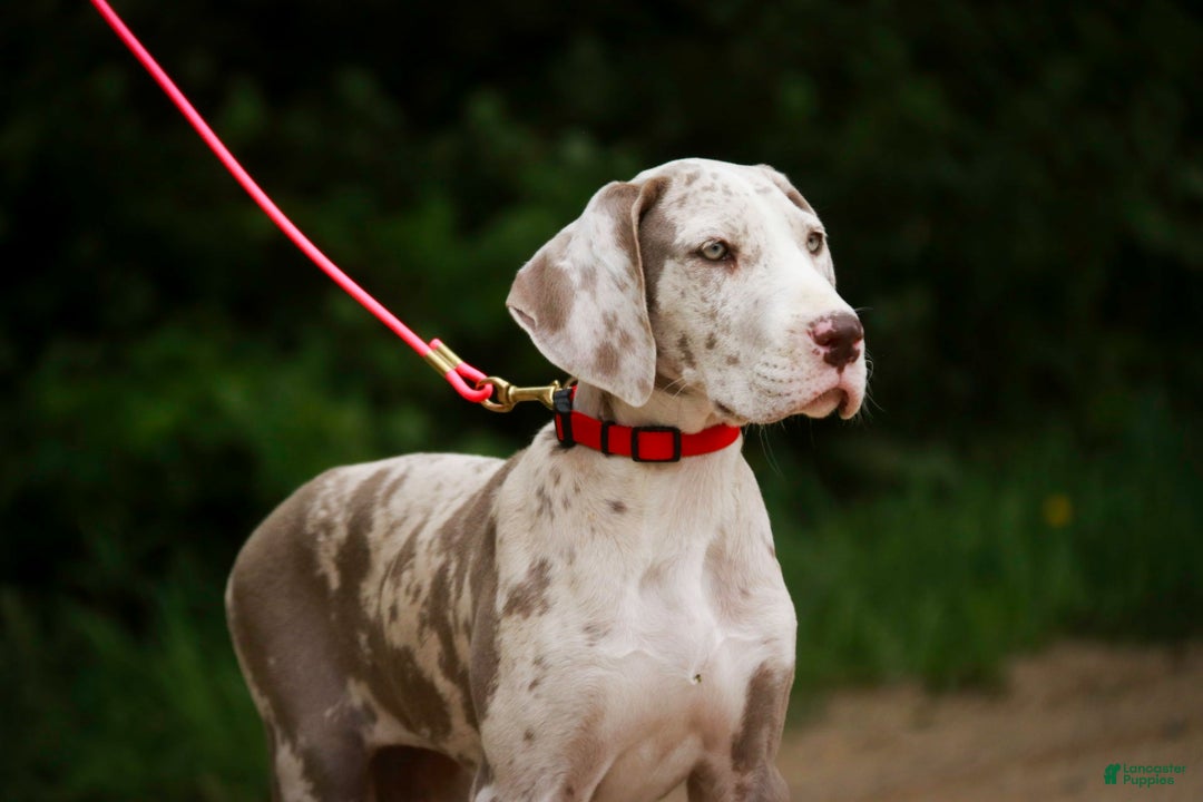 Great Dane dogs for sale: Jovie - Image 14