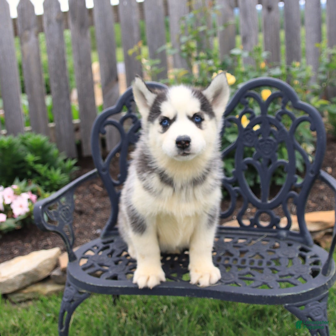 Siberian Husky dogs for sale: Sophie - Image 2