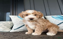 Aussiedoodle dogs for sale: Alder - Image 2