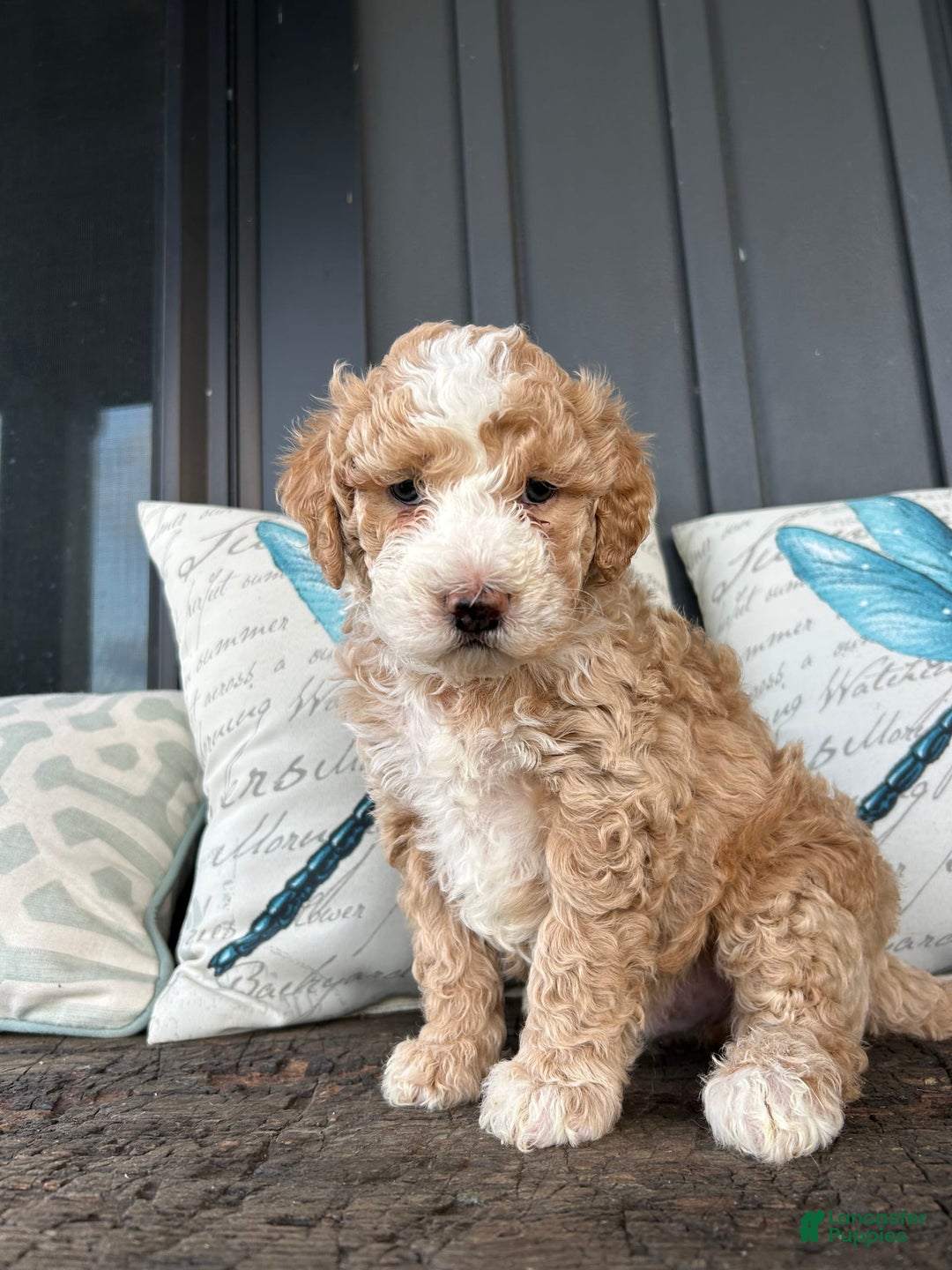 Aussiedoodle dogs for sale: Alder - Image 2