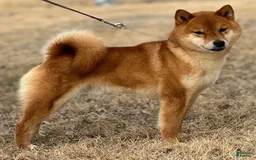 Shiba Inu dogs for sale: Kurt - Image 3