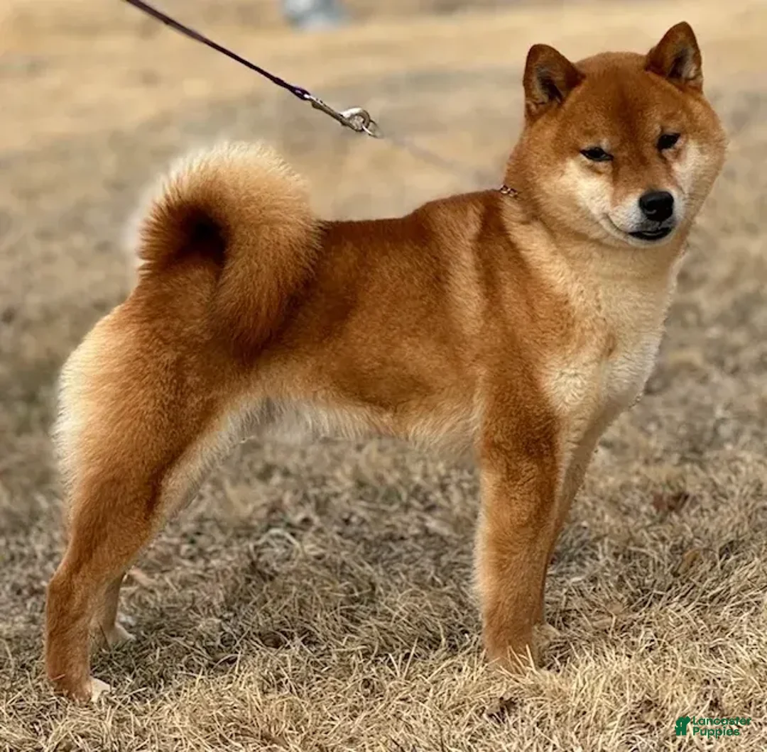 Shiba Inu dogs for sale: Kurt - Image 3
