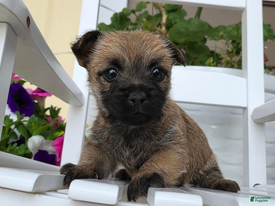 Cairn Terrier dogs for sale: Cassie - Image 2