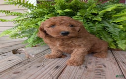 Mini Goldendoodle dogs for sale: Mini -kobe - Image 33