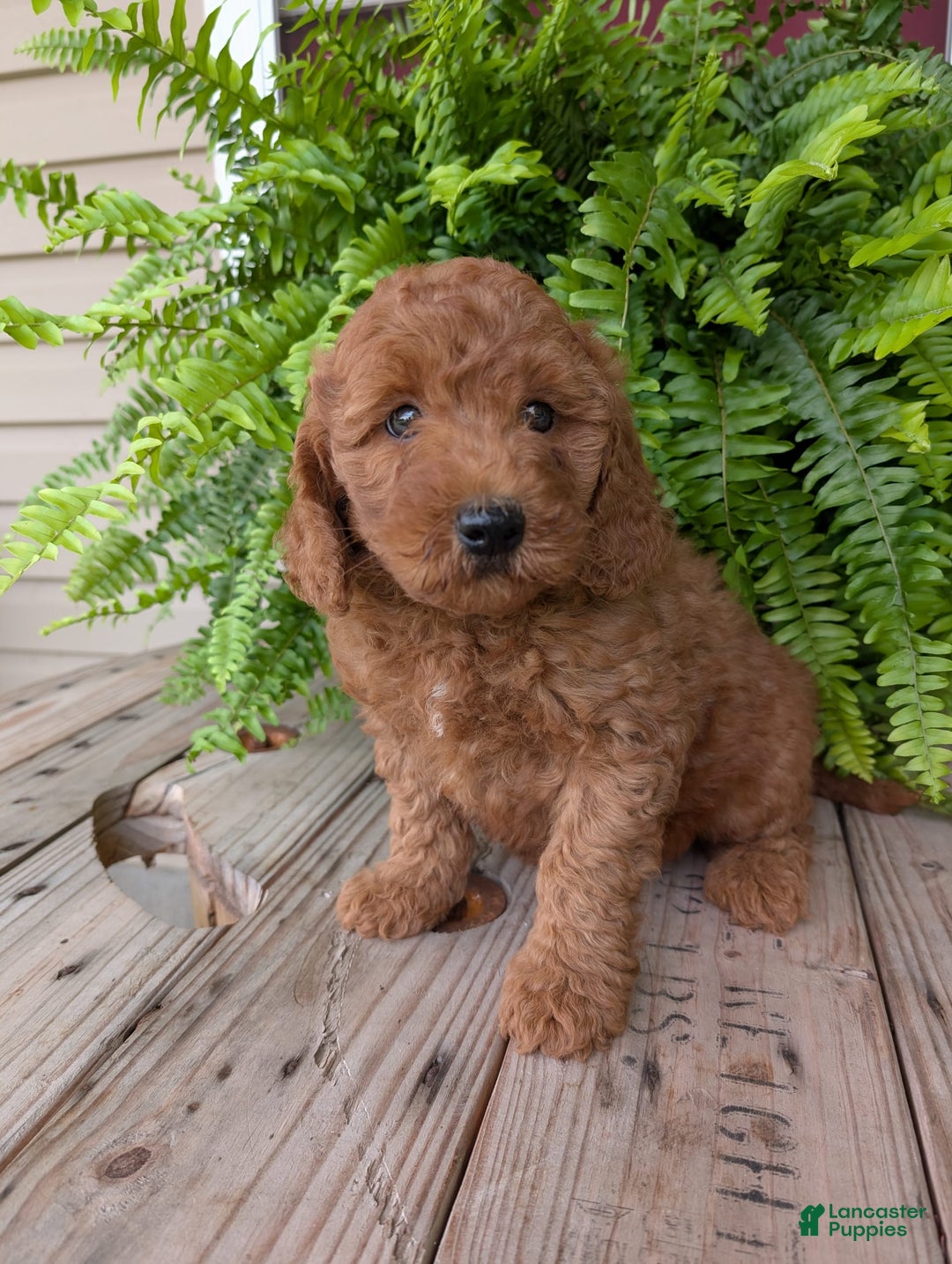 Mini Goldendoodle dogs for sale: Mini -kobe - Image 33