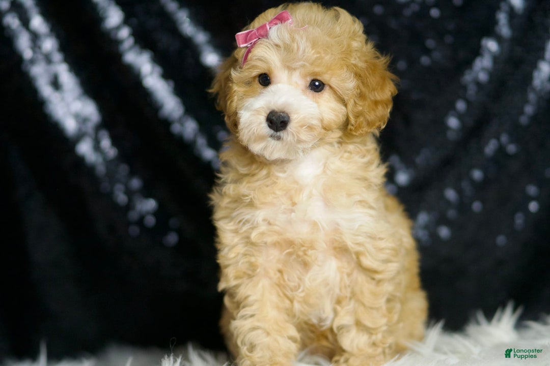 Toy Poodle dogs for sale: Marie - Image 3